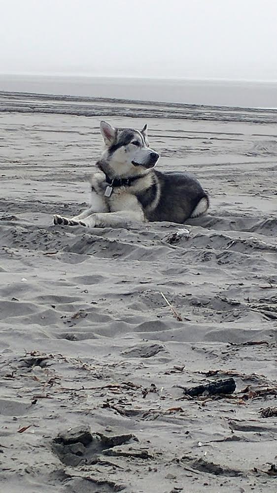 dog-image