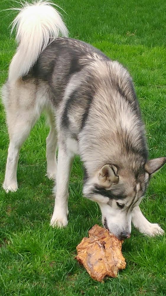 dog-image