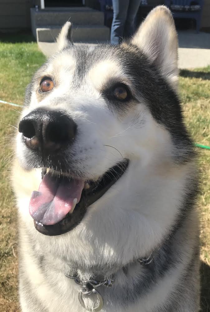 dog-image