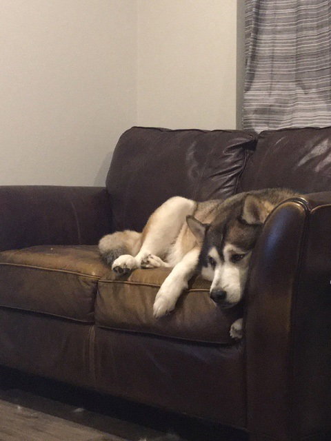 dog-image