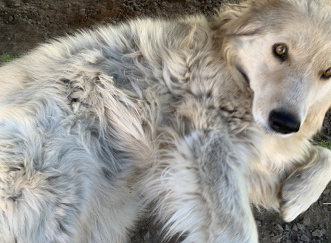 dog-image
