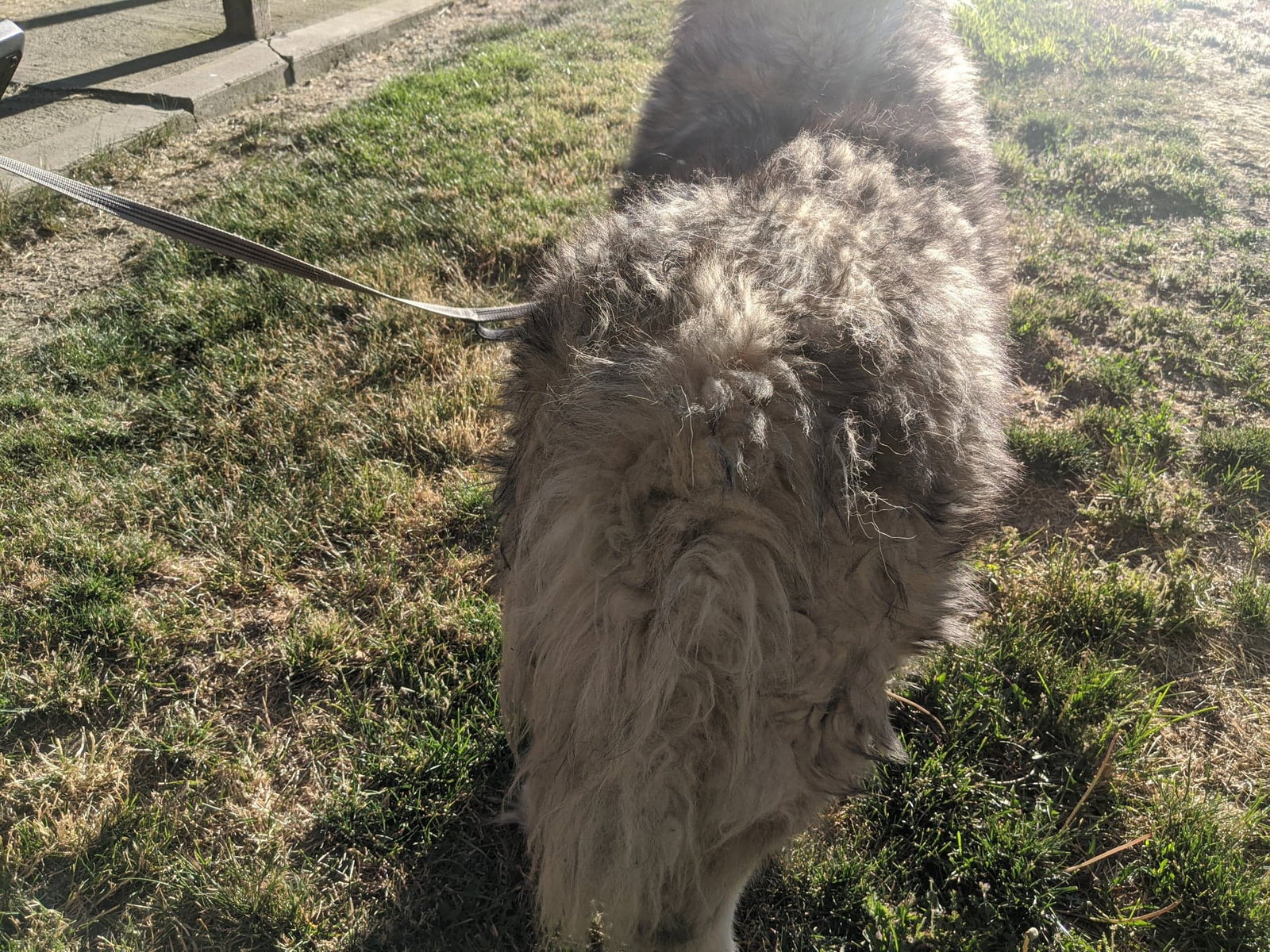 dog-image