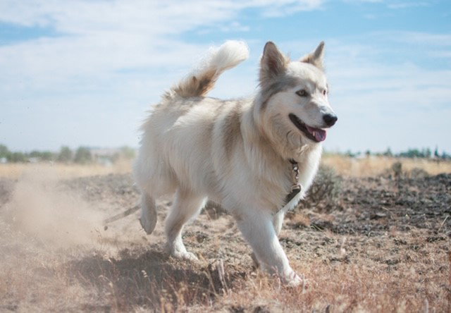 dog-image