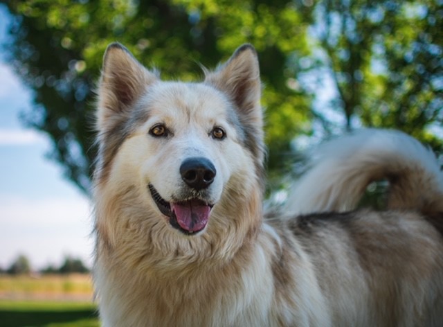 dog-image