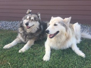 dog-image