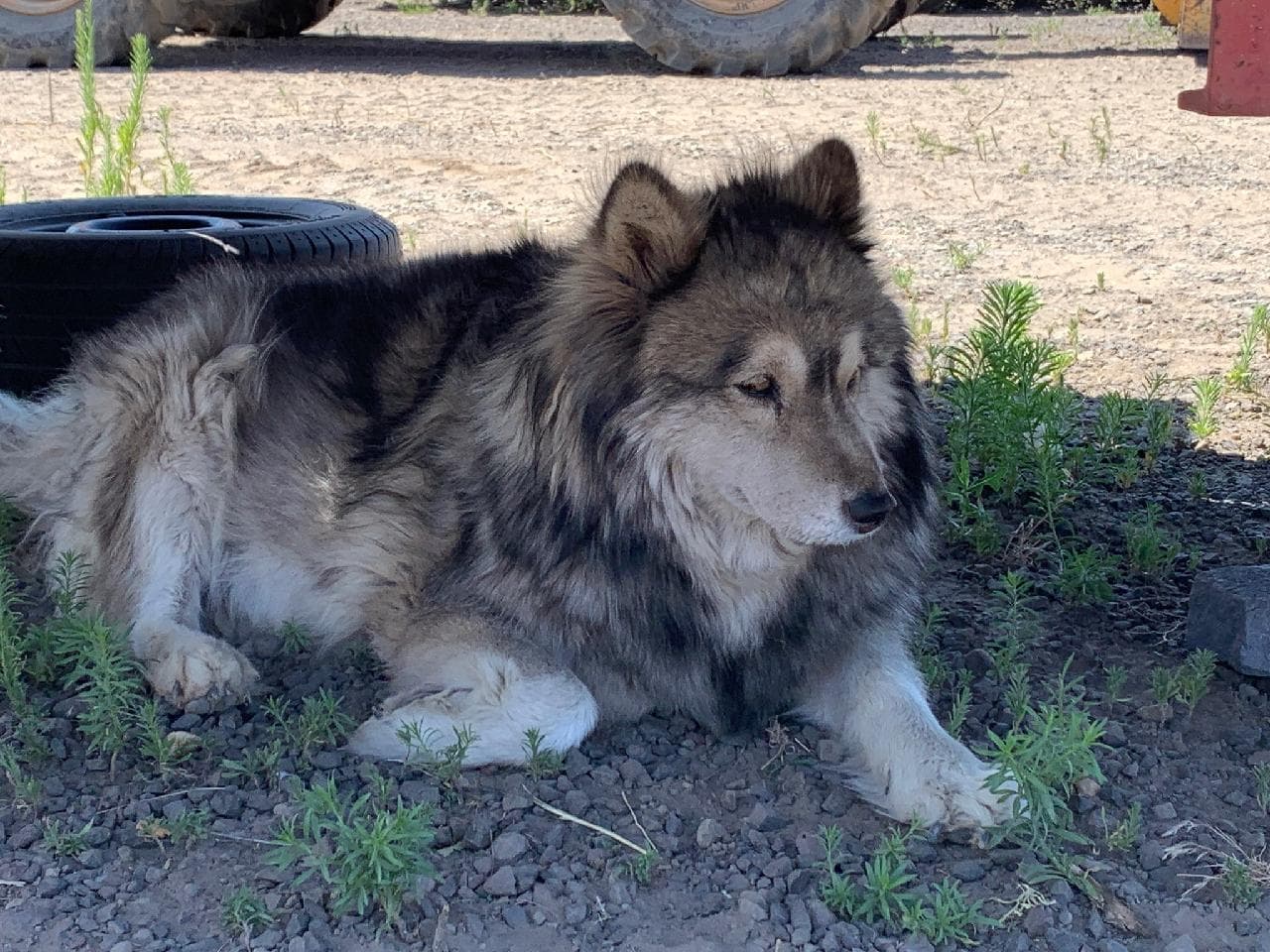 dog-image