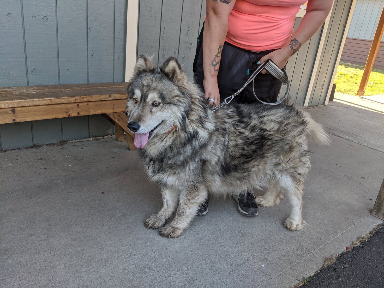 dog-image