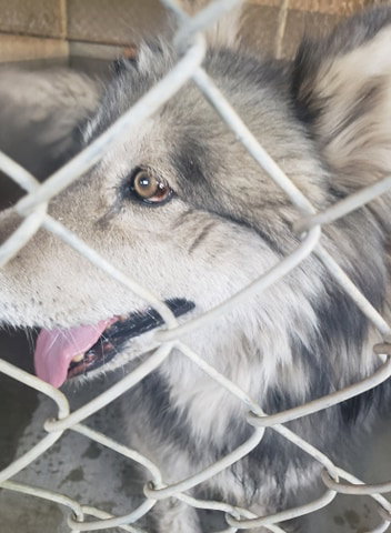 dog-image
