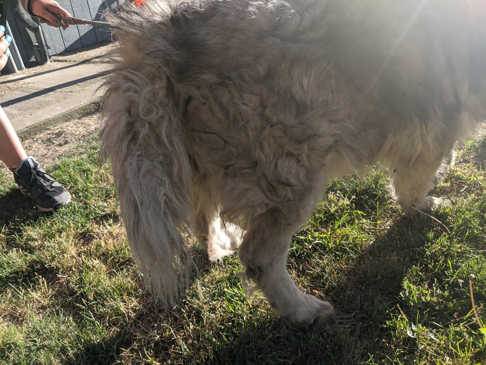 dog-image