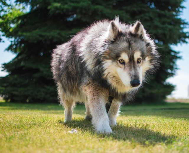 dog-image