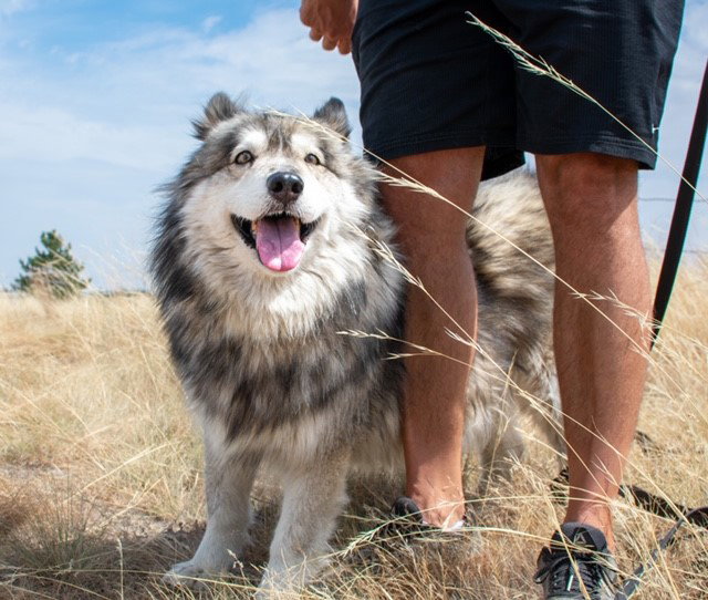 dog-image