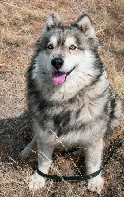 dog-image