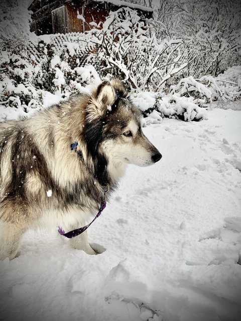 dog-image