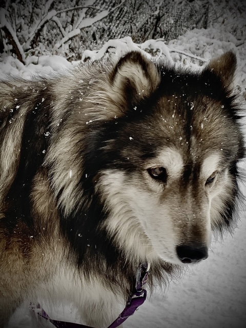 dog-image