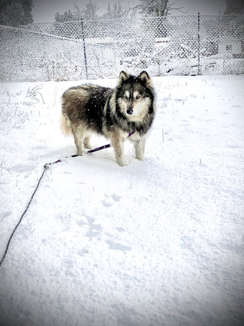 dog-image