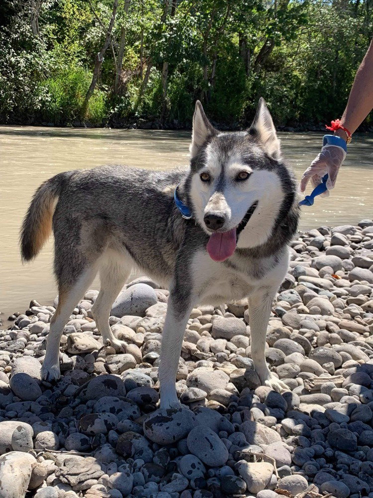 dog-image