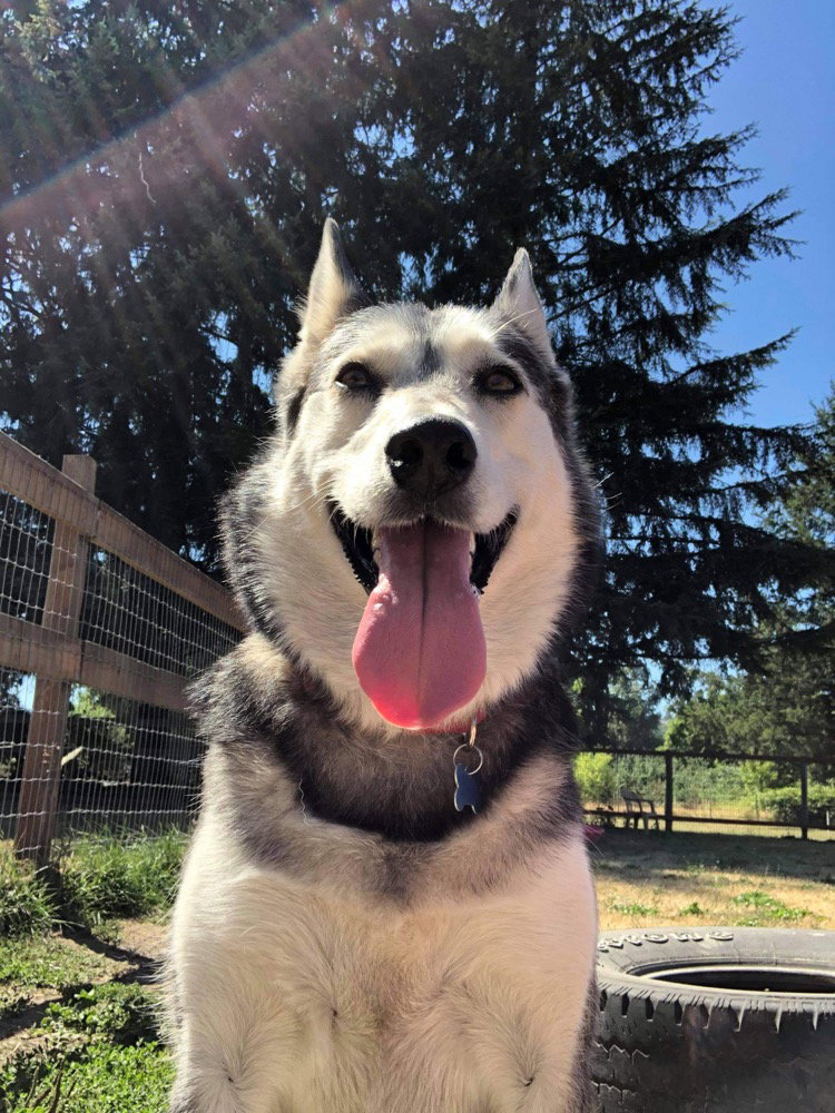 dog-image
