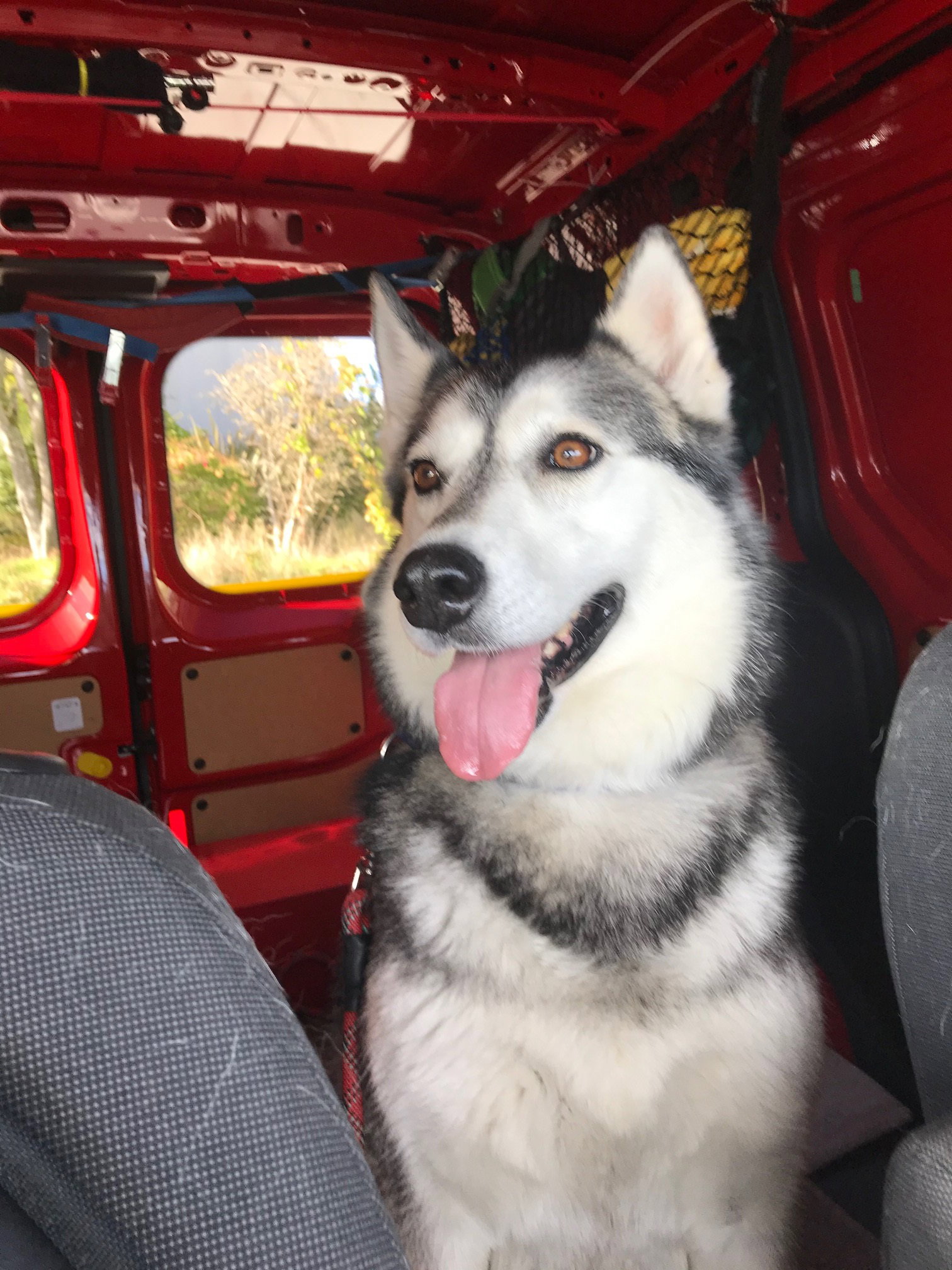 dog-image