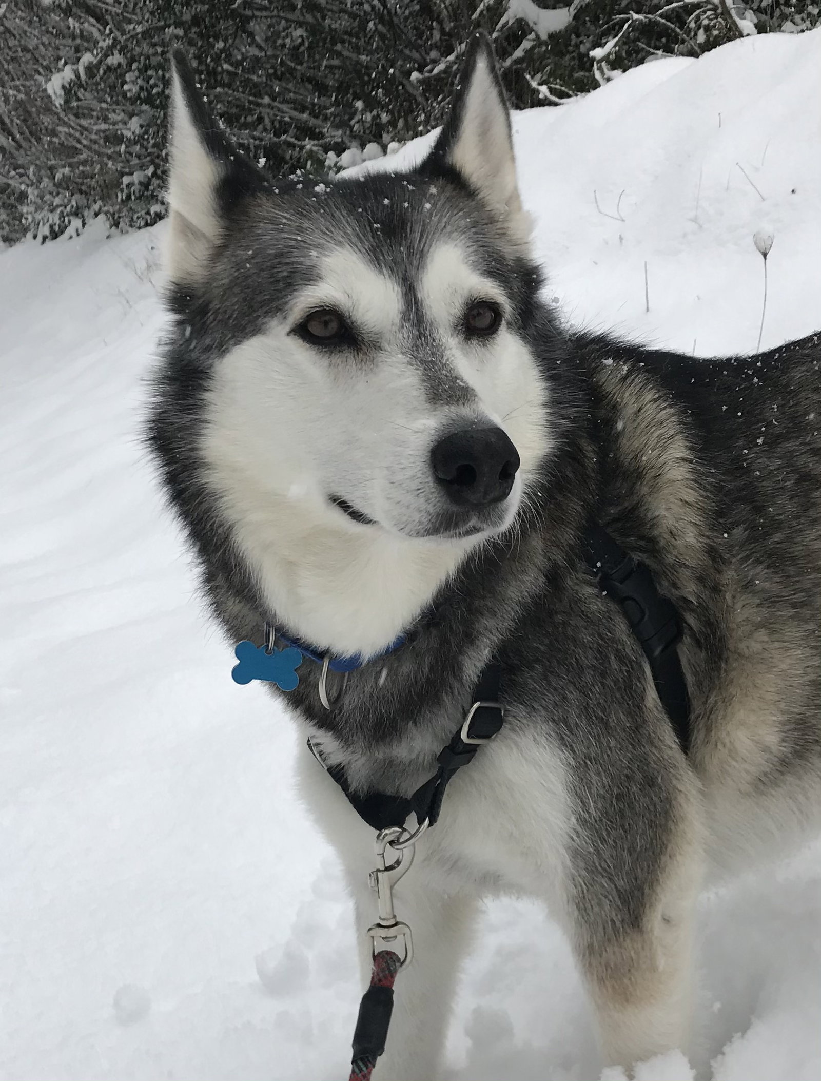 dog-image