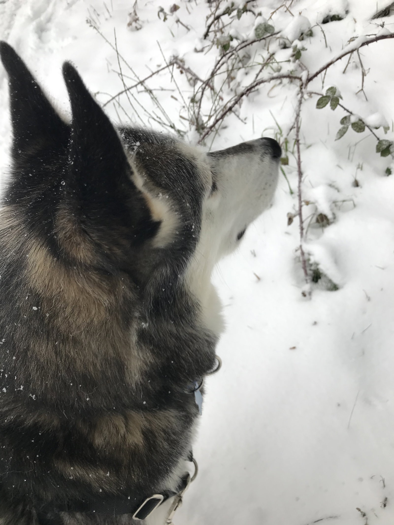 dog-image