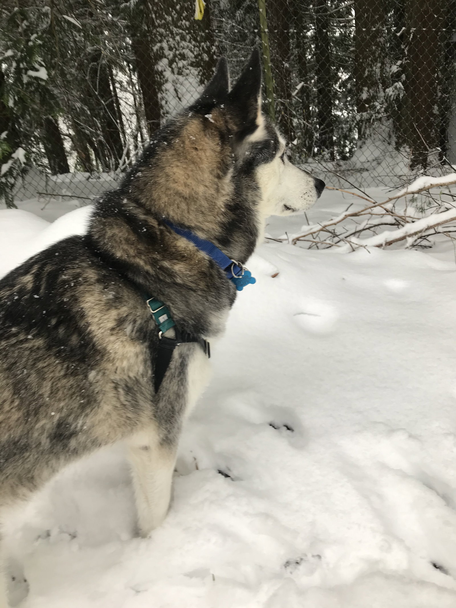 dog-image
