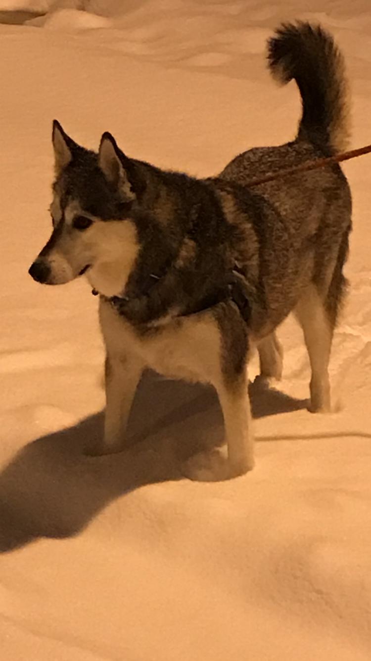 dog-image