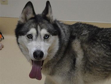 LOBO