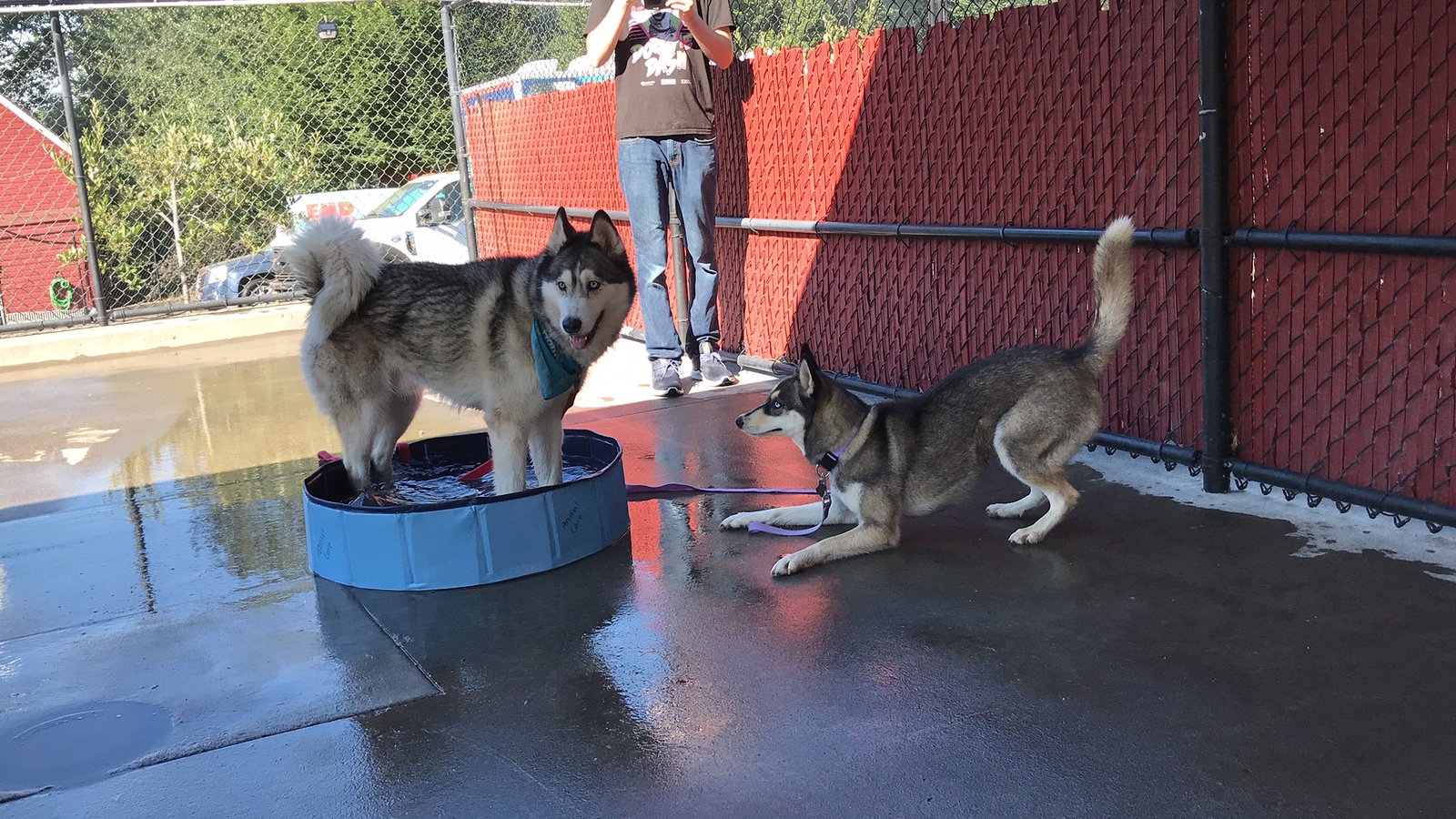 dog-image