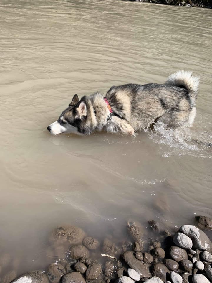 dog-image