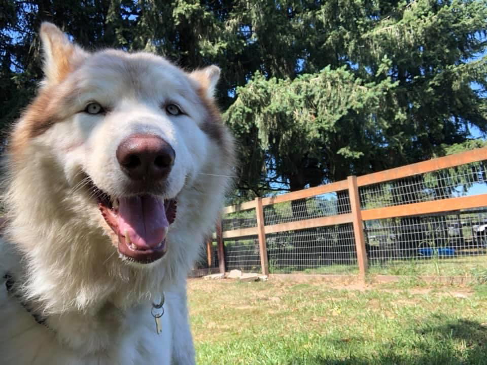 dog-image