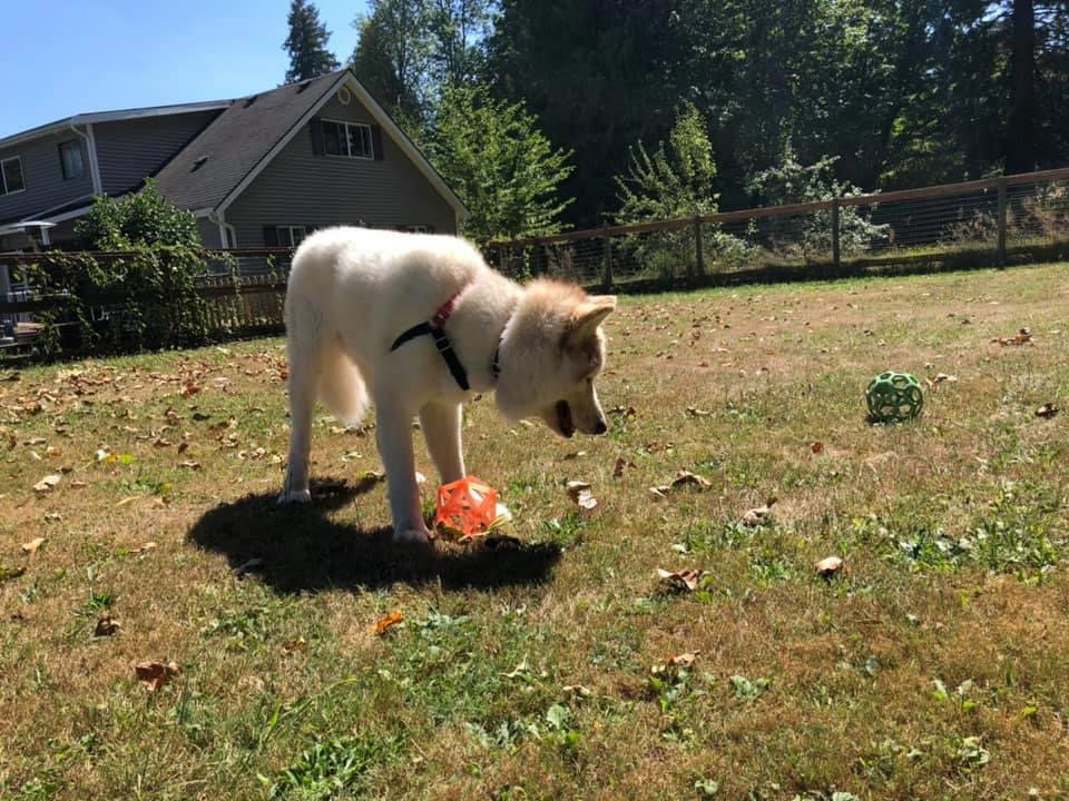dog-image