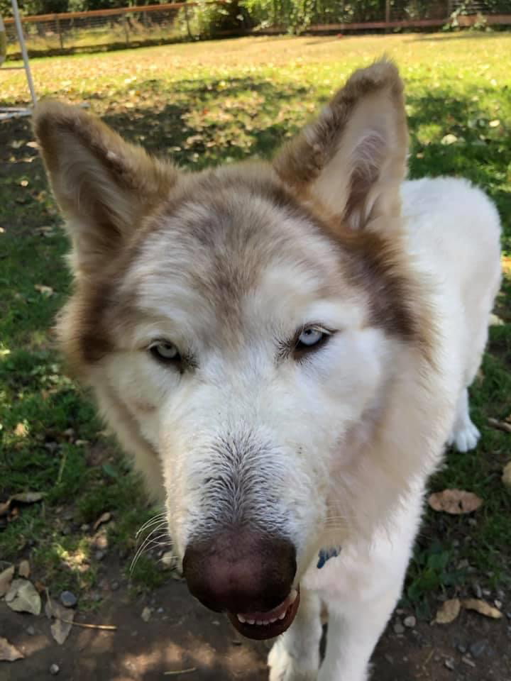 dog-image