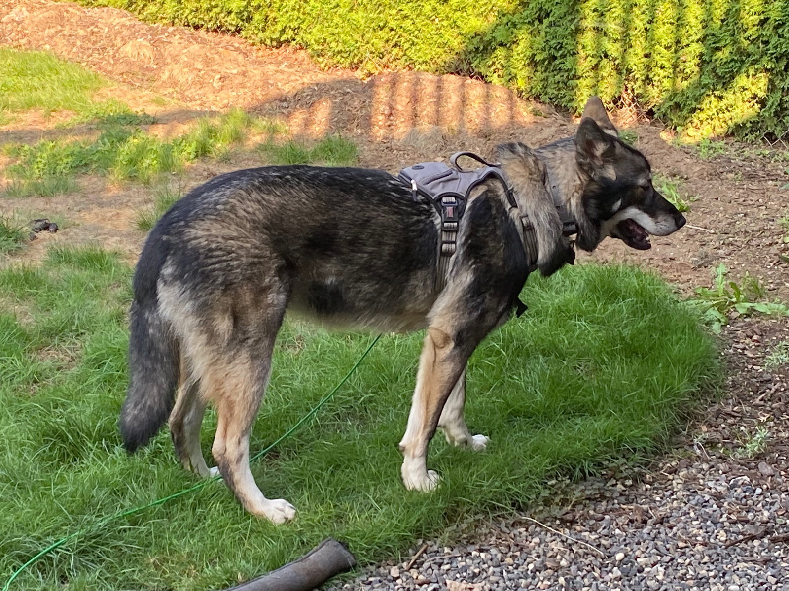 dog-image