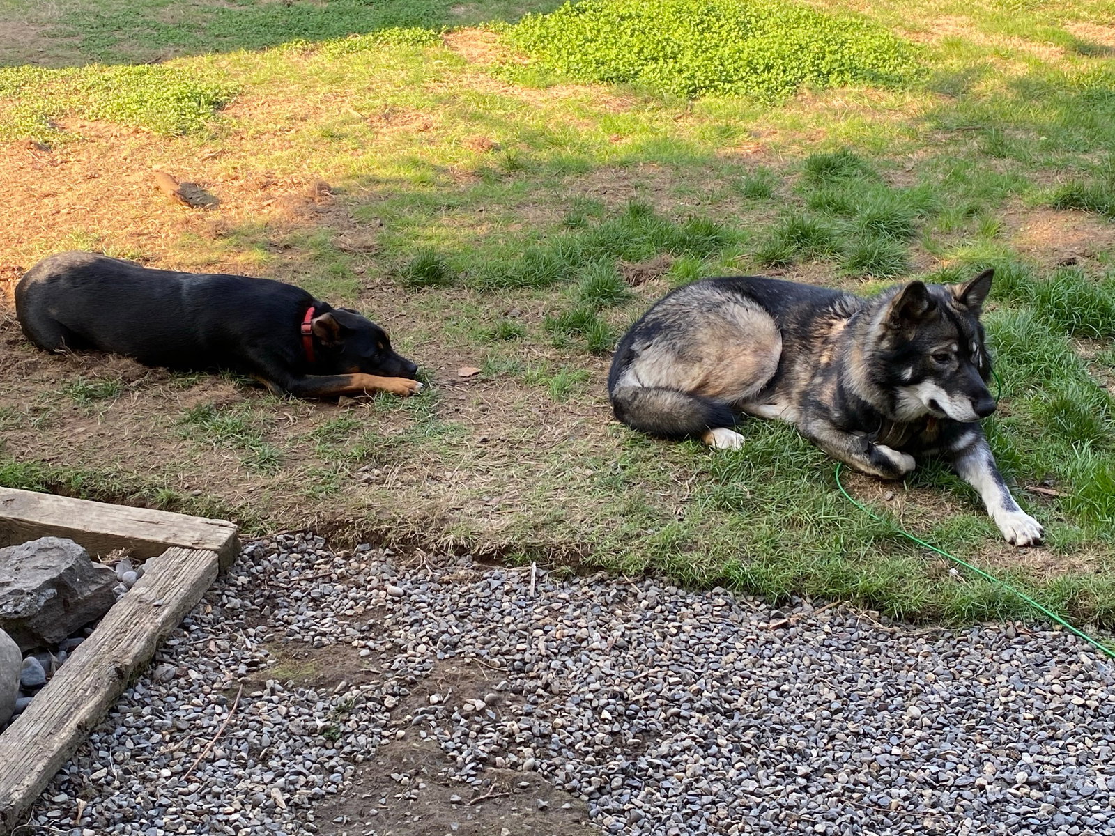 dog-image