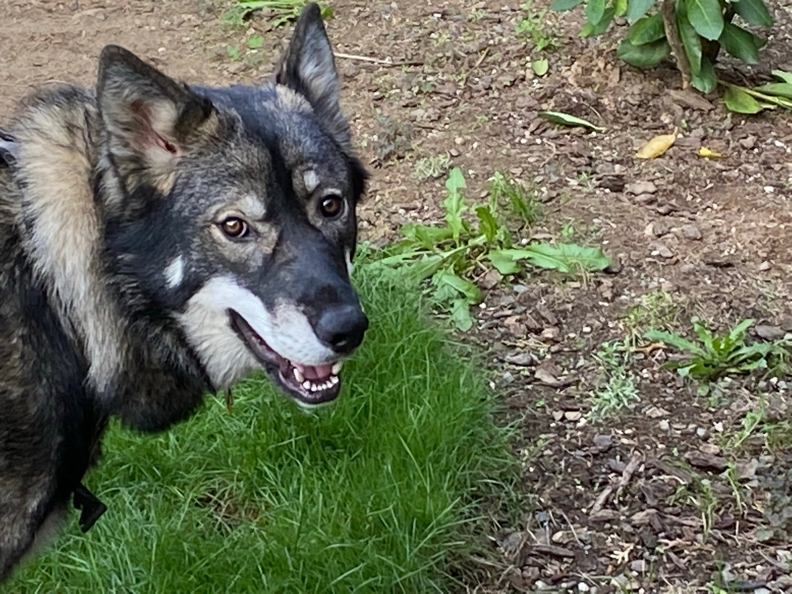 dog-image