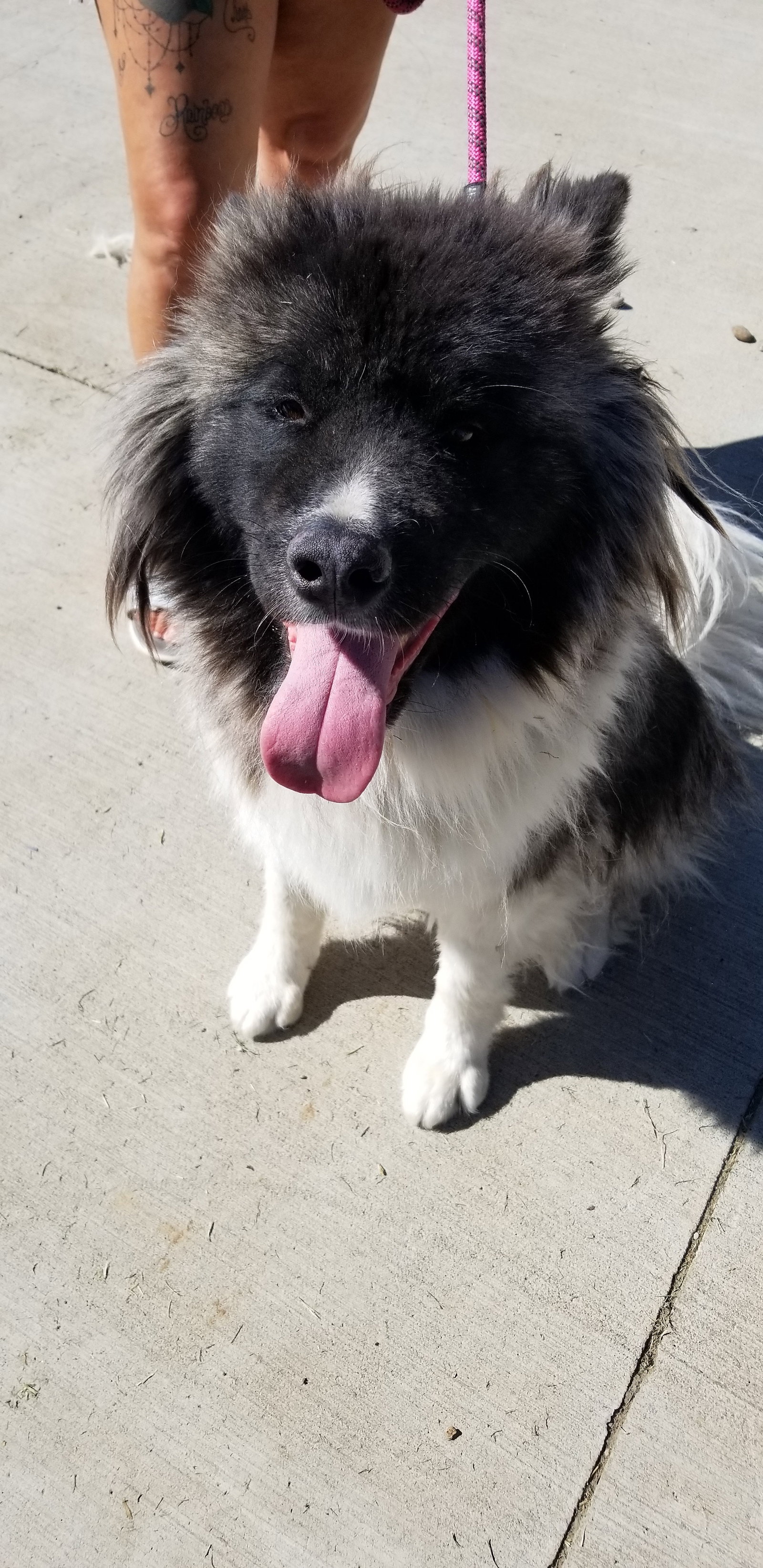 dog-image