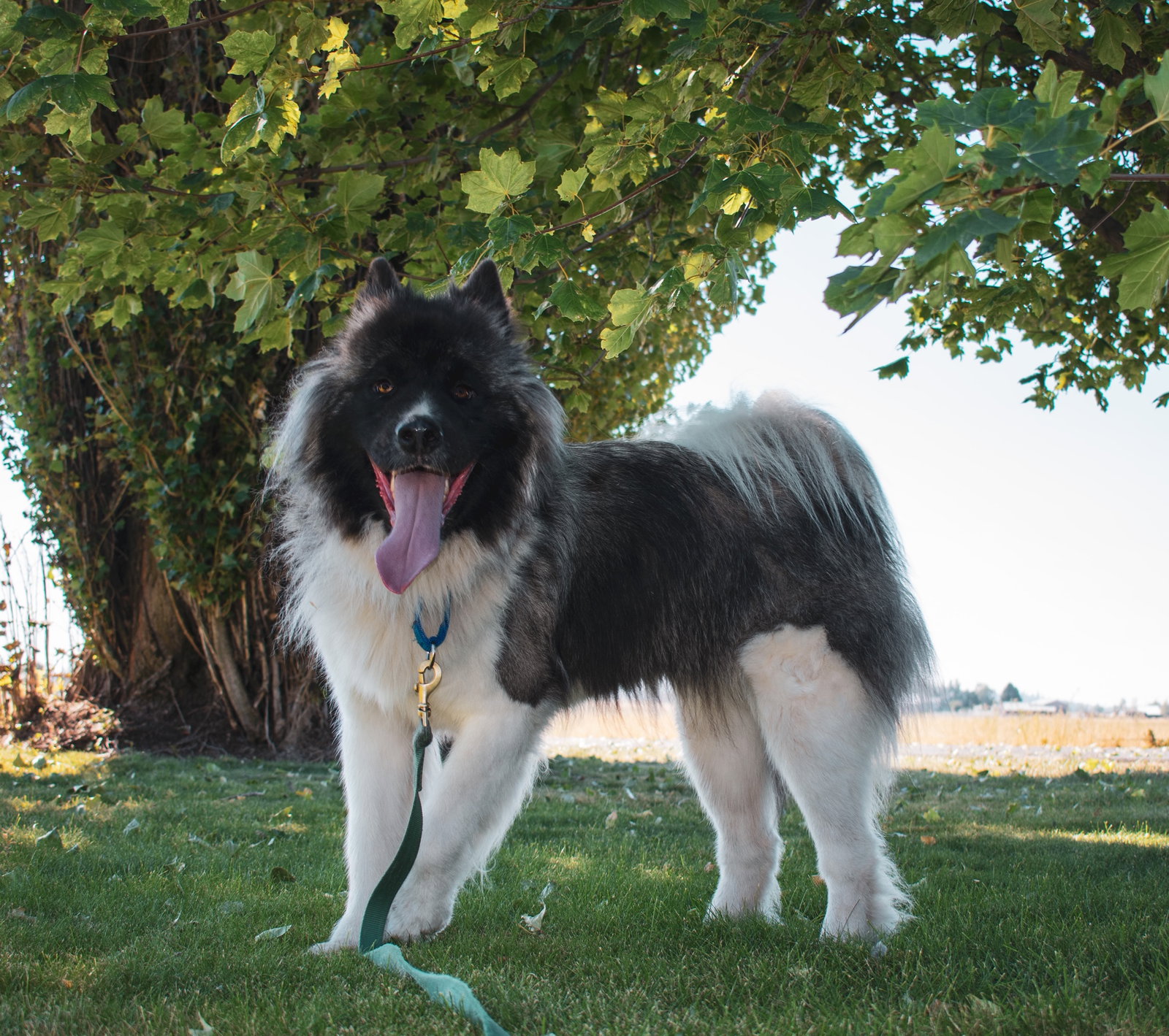 dog-image