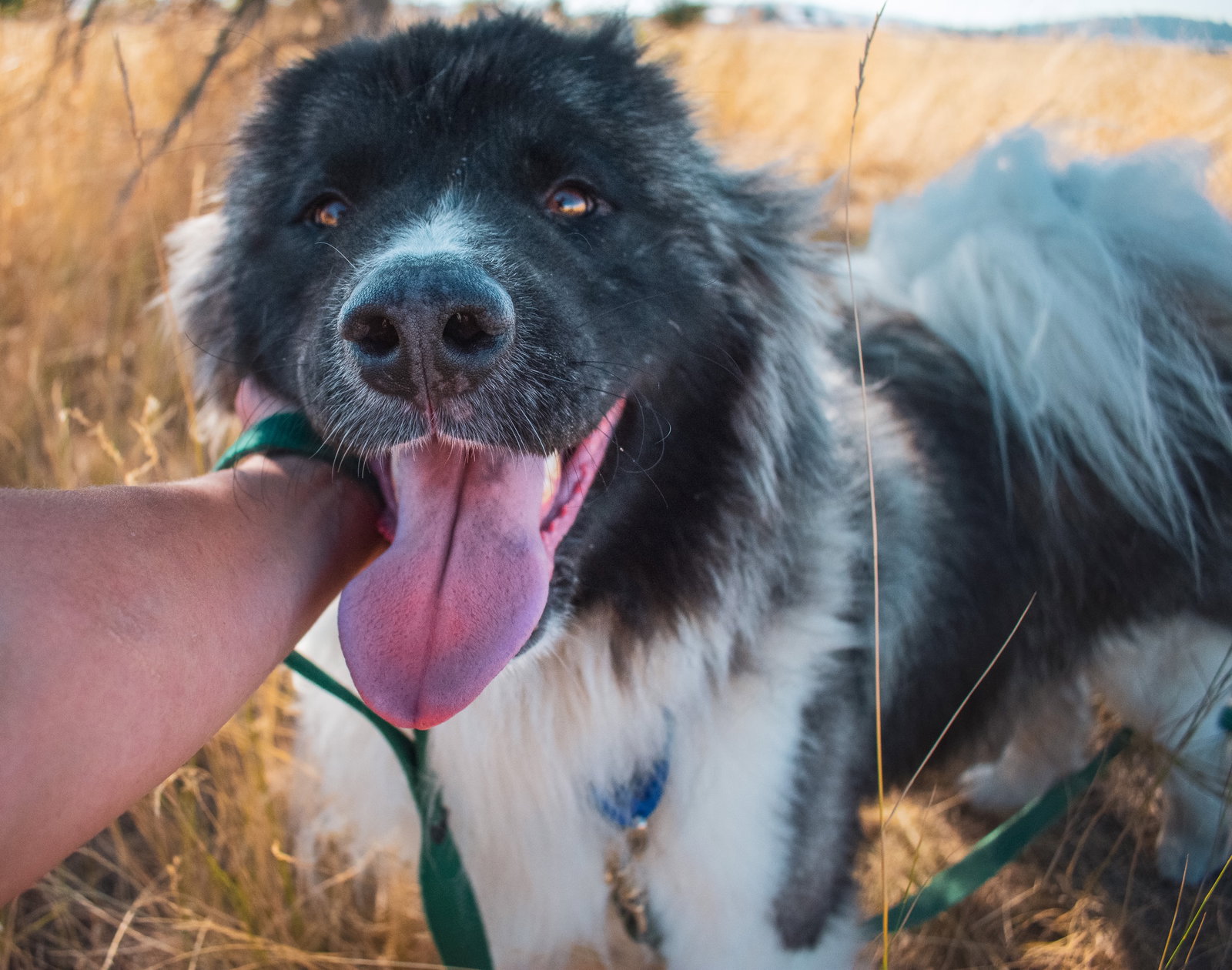 dog-image