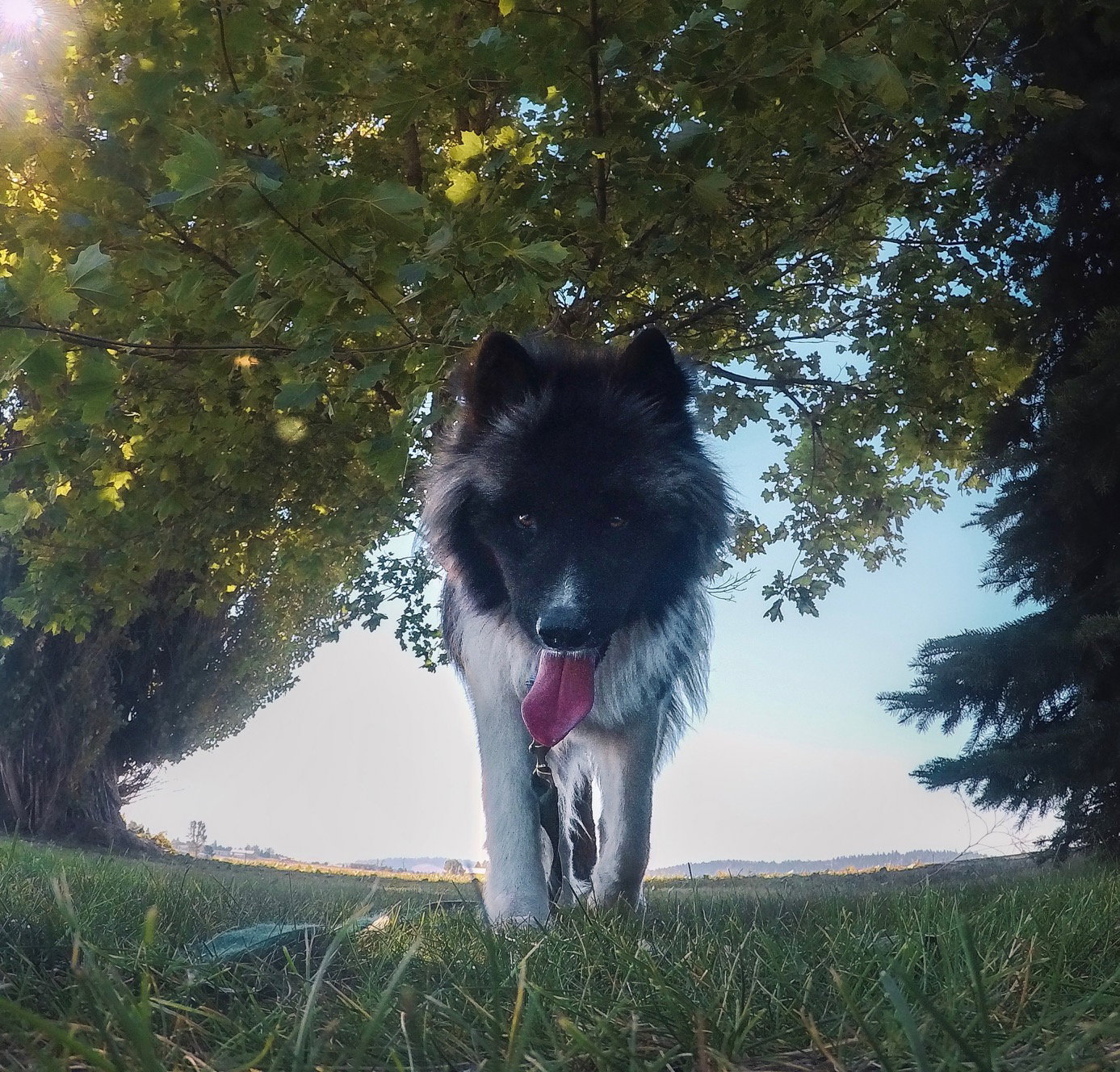 dog-image