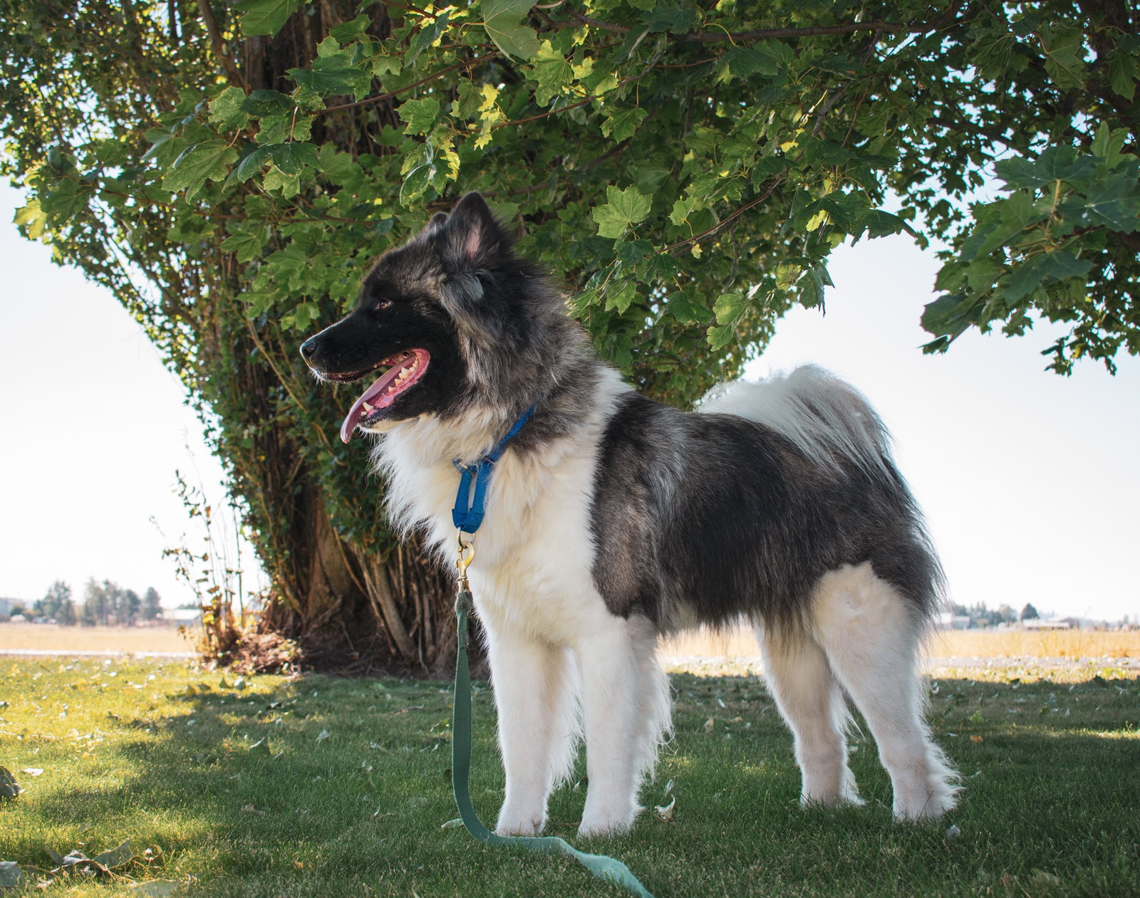 dog-image