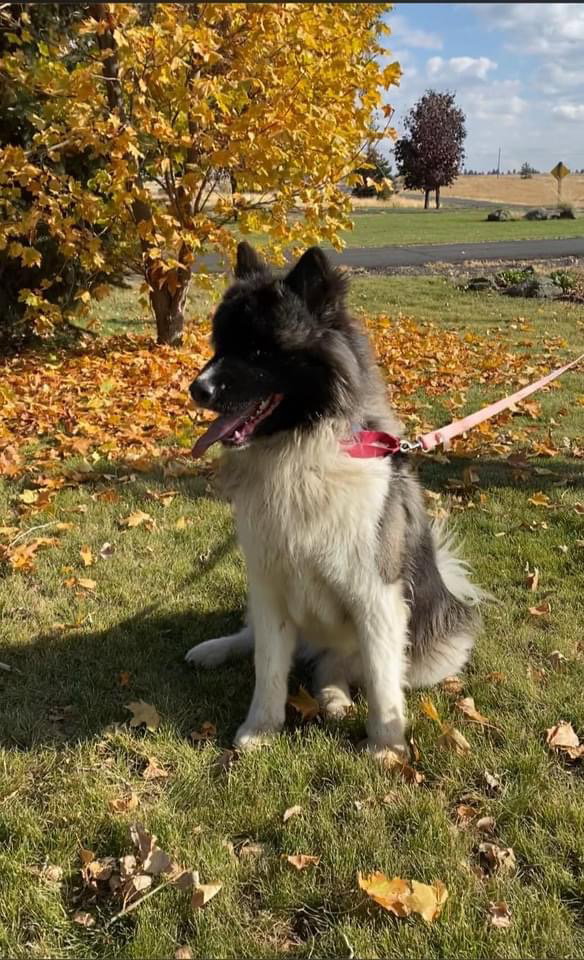 dog-image