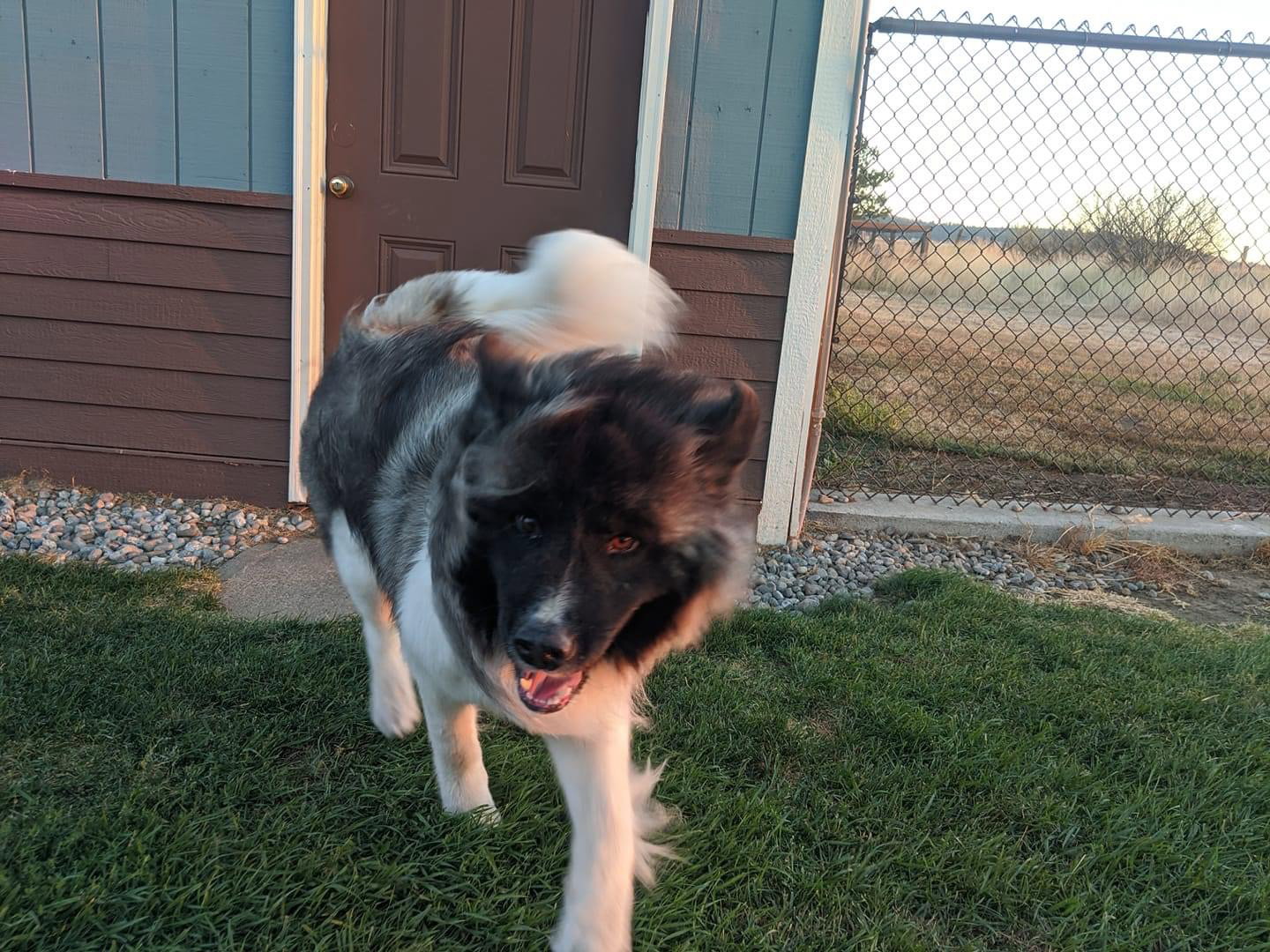 dog-image
