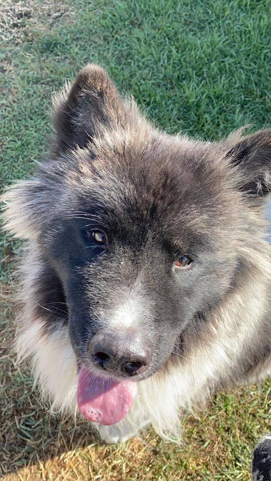 dog-image