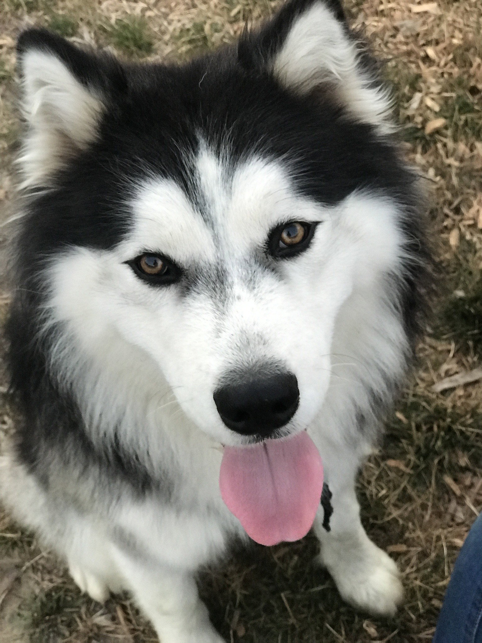 RUGER (renamed Kenai)