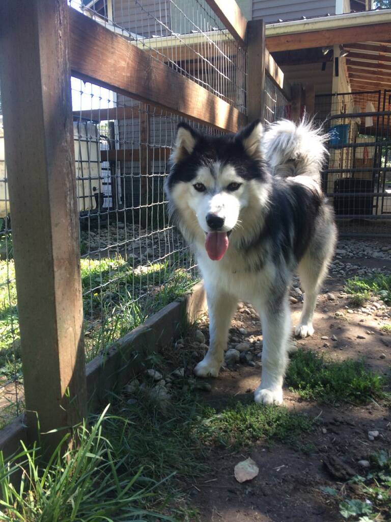 dog-image