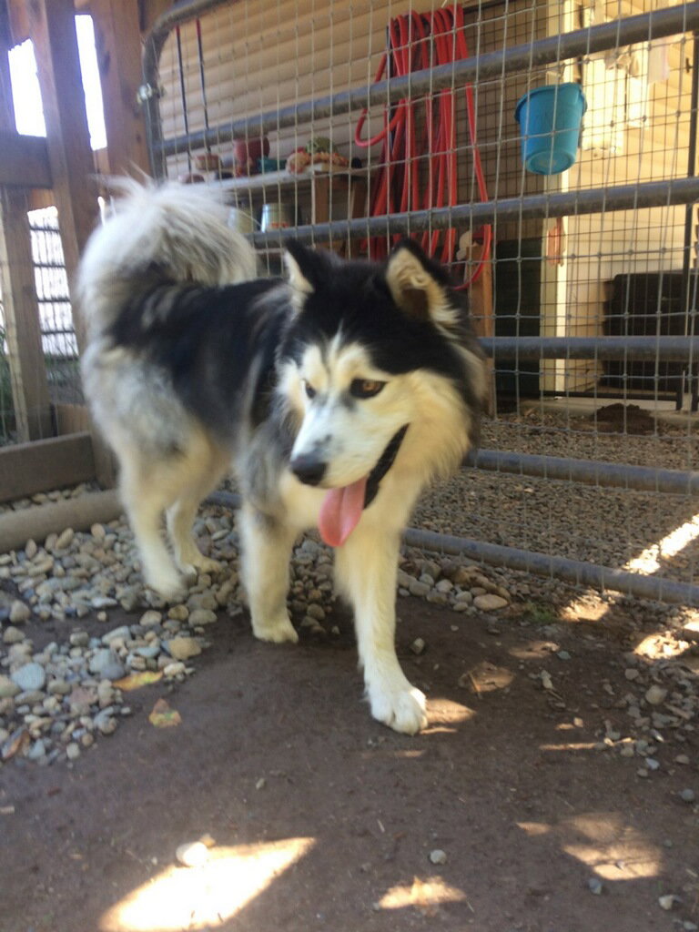 dog-image
