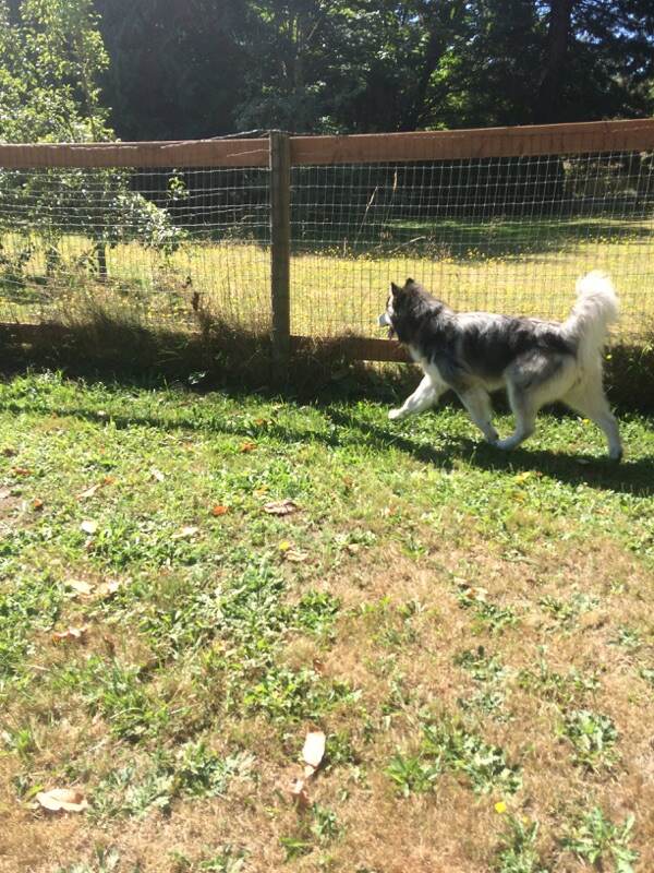 dog-image