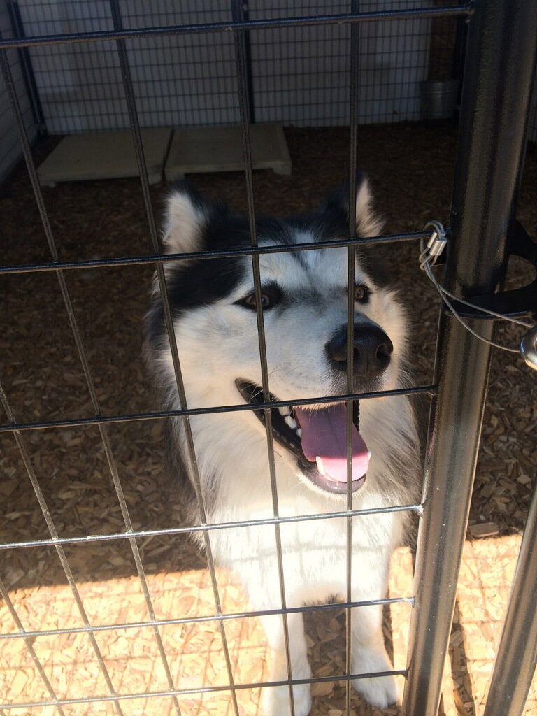 dog-image