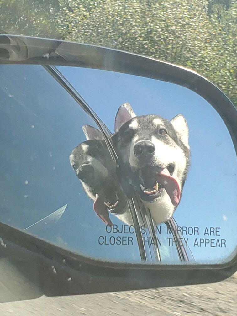 dog-image
