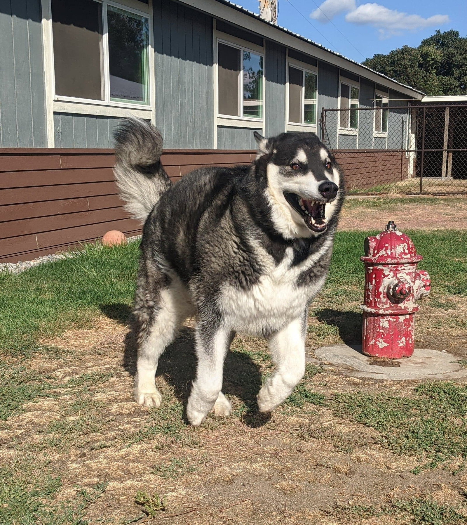 dog-image